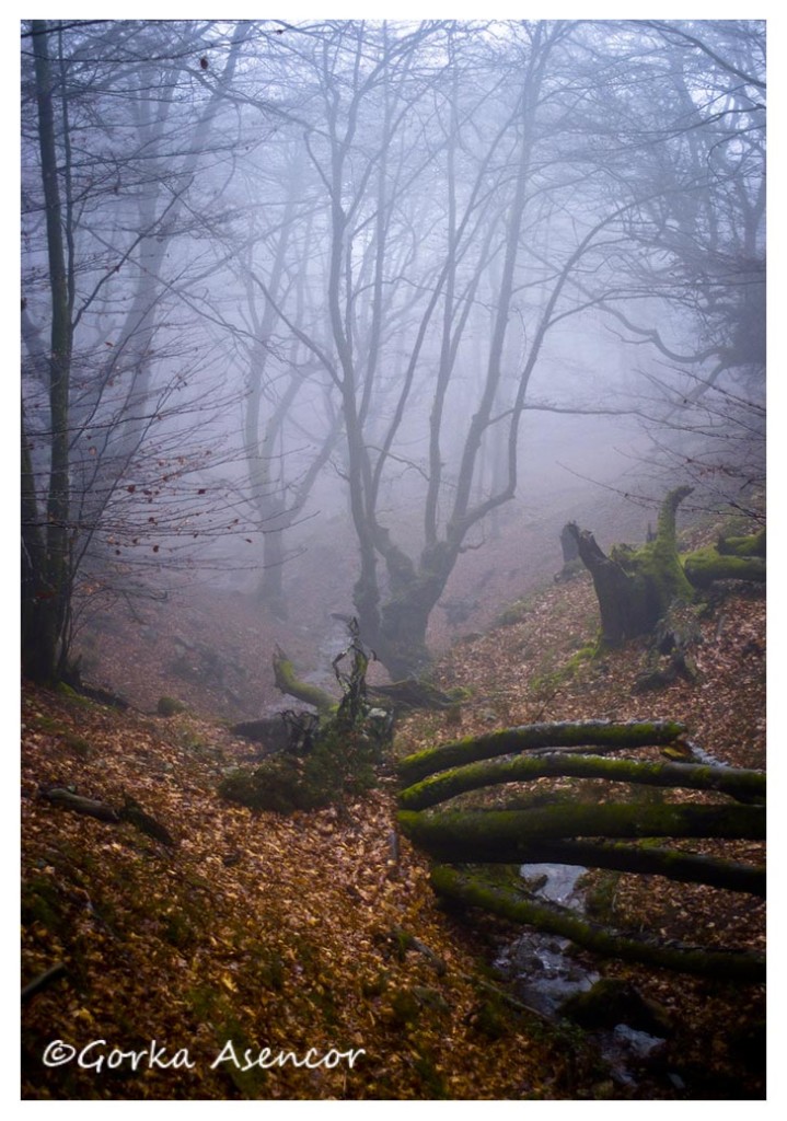 artikutza roble otoño