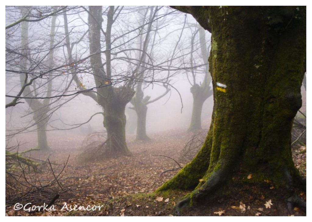 artikutza roble otoño