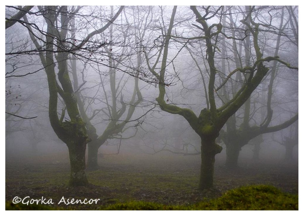 artikutza roble otoño