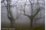 artikutza roble otoño