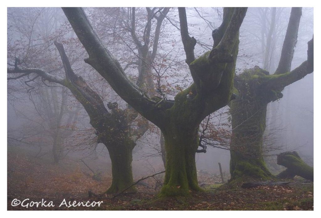 artikutza roble otoño