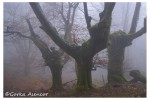 artikutza roble otoño