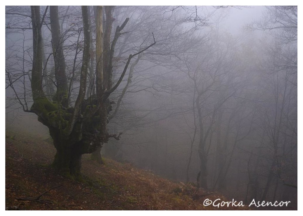 artikutza roble otoño