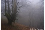 artikutza roble otoño