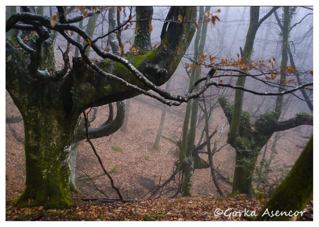 artikutza roble otoño