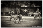 CAMERUN NIÑOS BURROS
