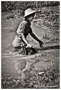 BIRMANIA MYANMAR ARROZAL