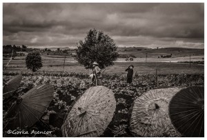 BIRMANIA MYANMAR CAMPESINOS SOMBRILLAS